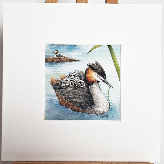 Kunstdruck "Haubentaucher"